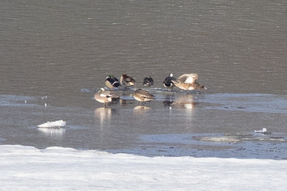 Wood Duck - ML604069691