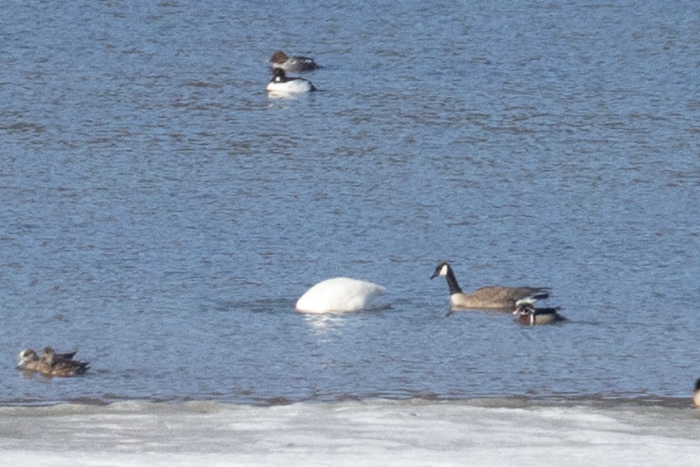 Wood Duck - ML604069701