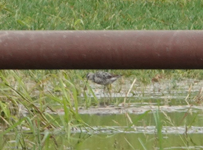 Stilt Sandpiper - ML604070151