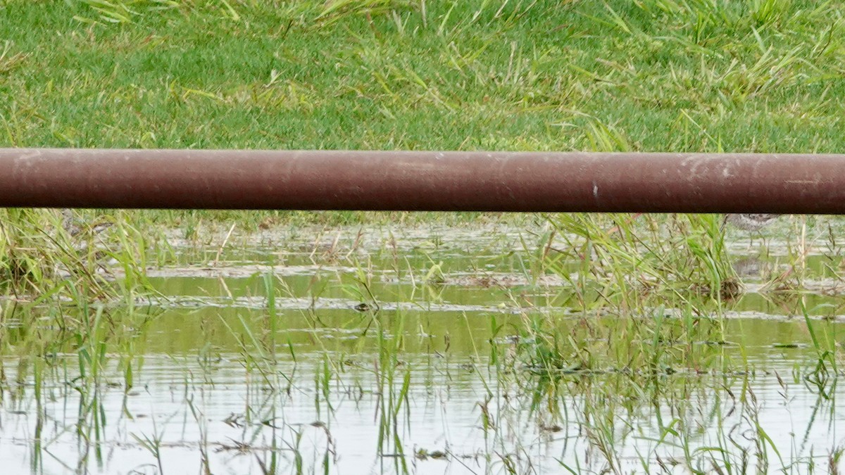 Stilt Sandpiper - ML604070161