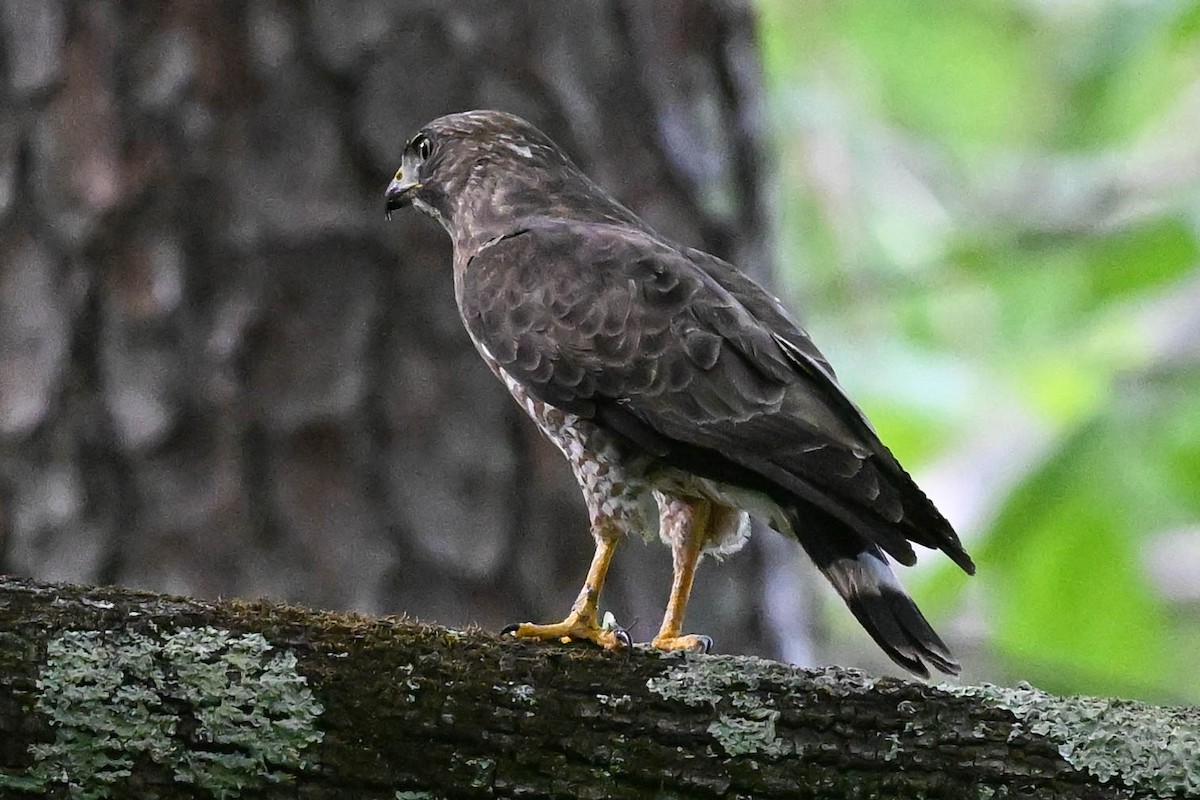 Broad-winged Hawk - ML604070861