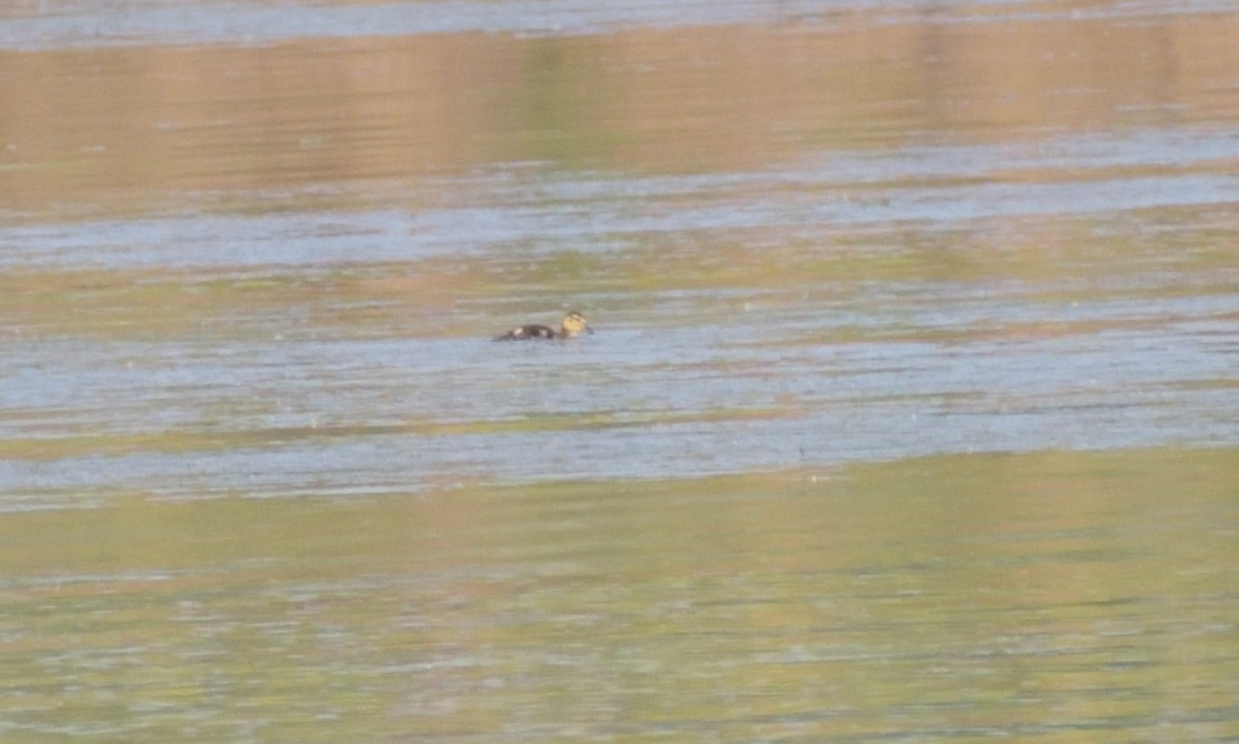 Green-winged Teal - Robert Tonge