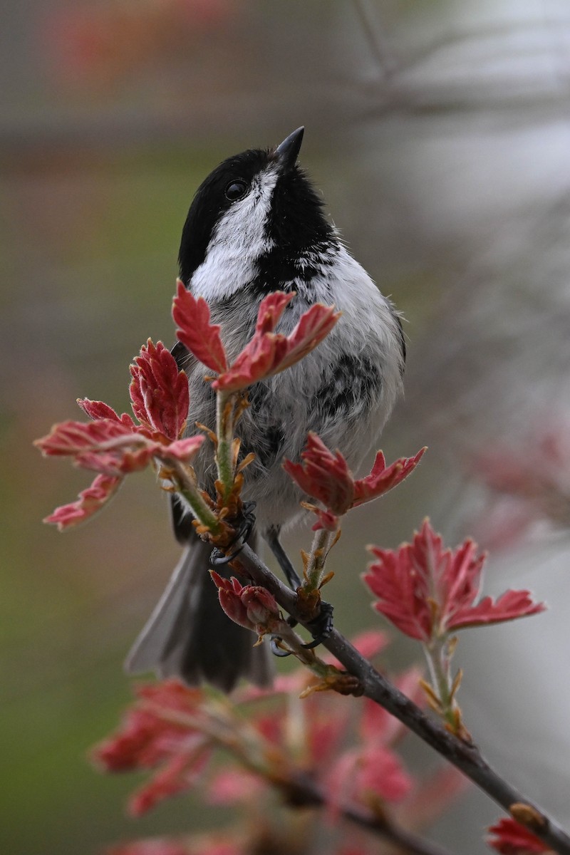 Carolina Chickadee - ML604071441