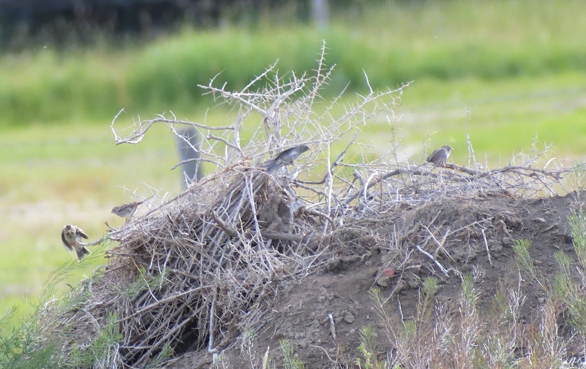 Brewer's Sparrow - Robert Tonge