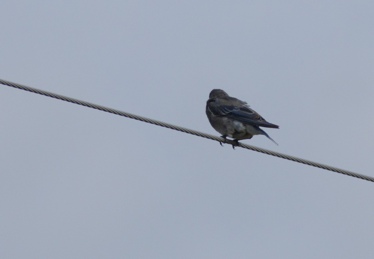 Mountain Bluebird - ML604073941