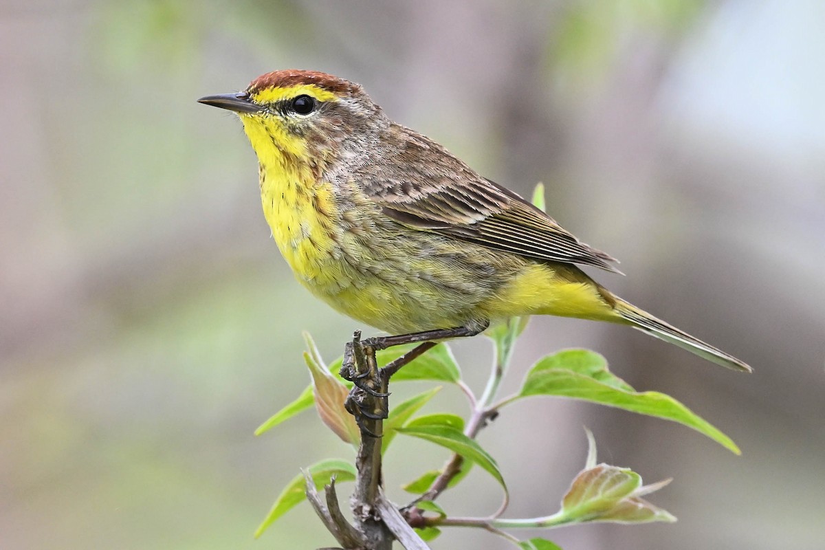 Palm Warbler - ML604073981