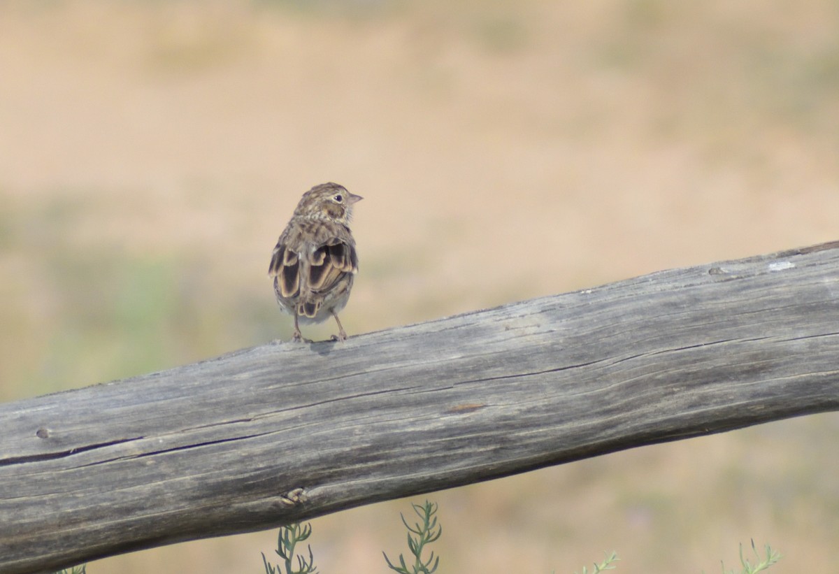 Vesper Sparrow - Robert Tonge