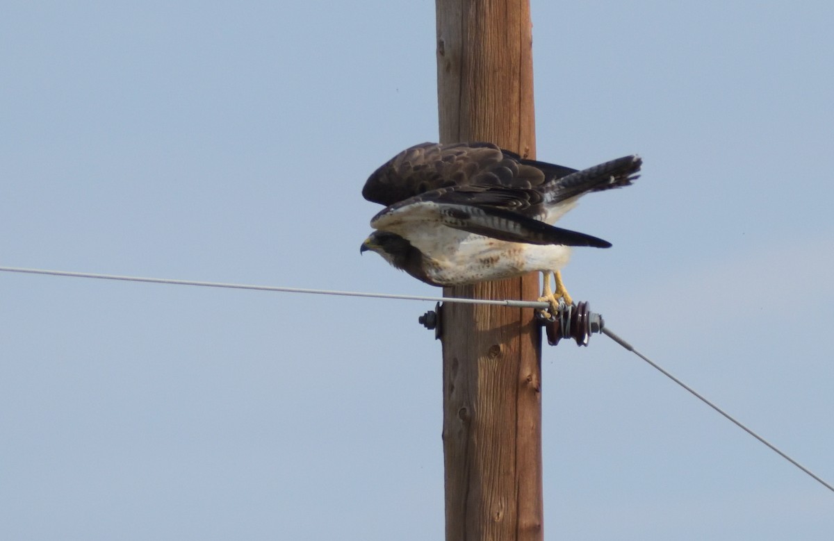 Swainson's Hawk - Robert Tonge