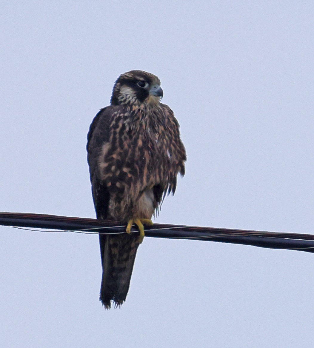 Peregrine Falcon - ML604074161