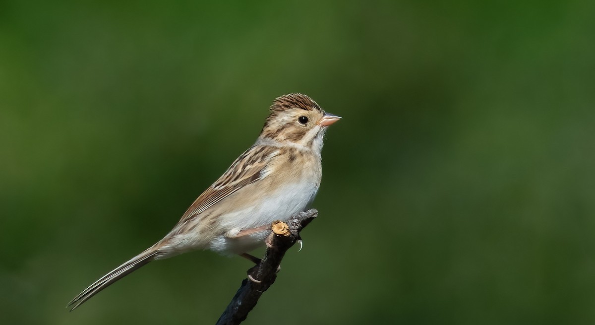 Clay-colored Sparrow - ML604075181