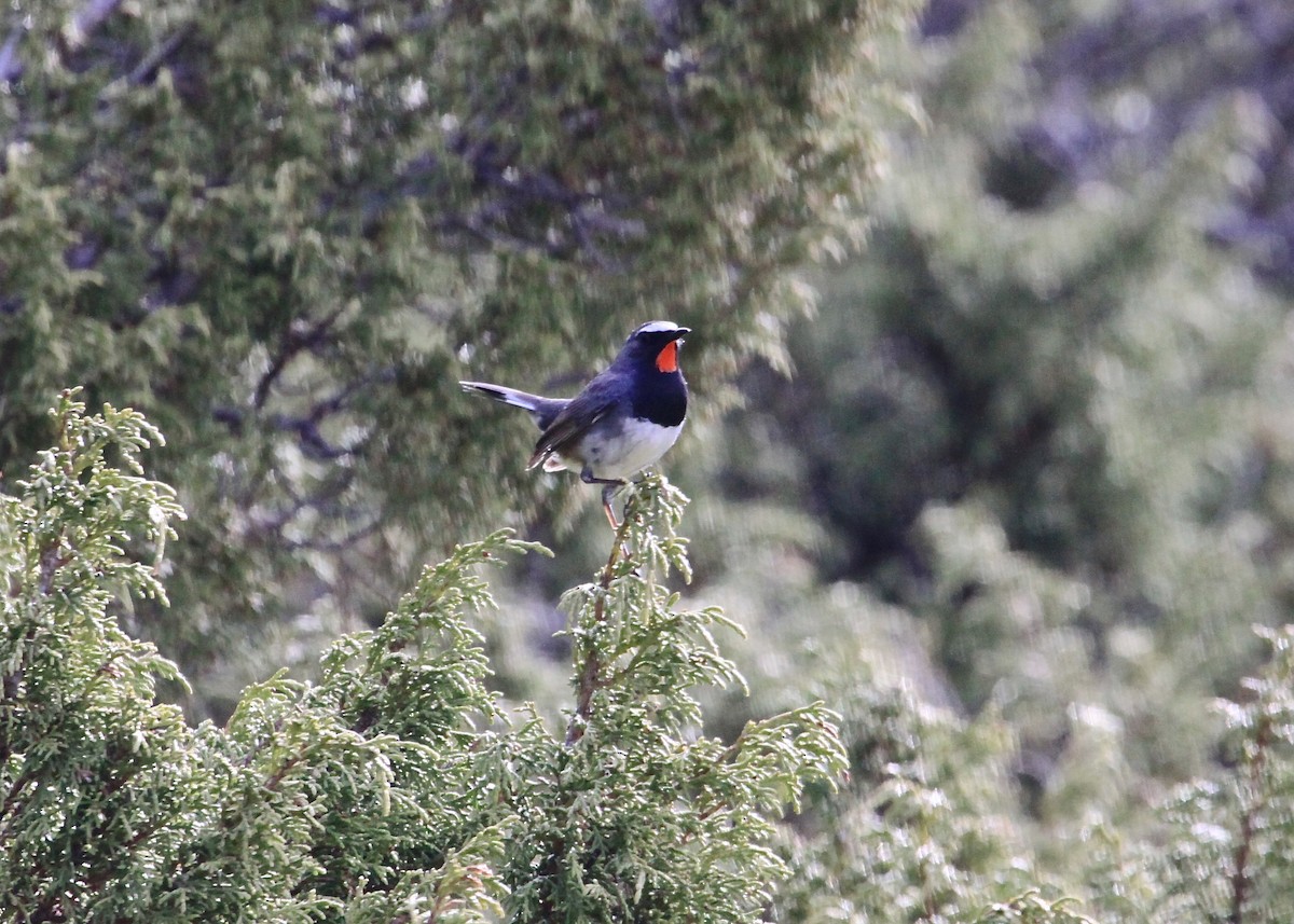 Himalayan Rubythroat - ML60407591