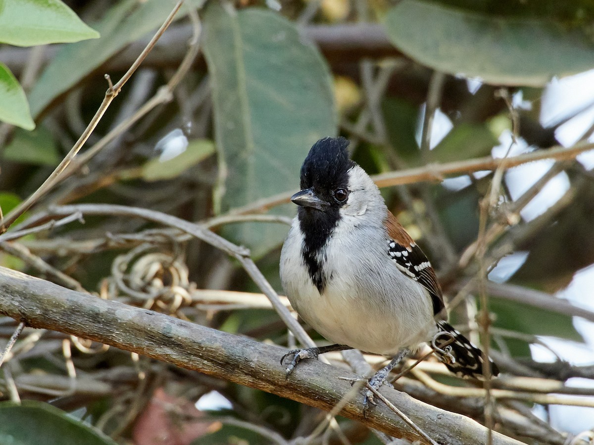 Silvery-cheeked Antshrike - Scott Ramos