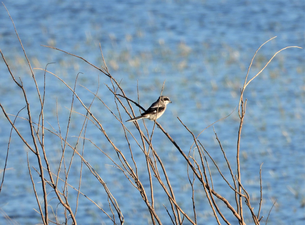 Iberian Gray Shrike - ML604079411