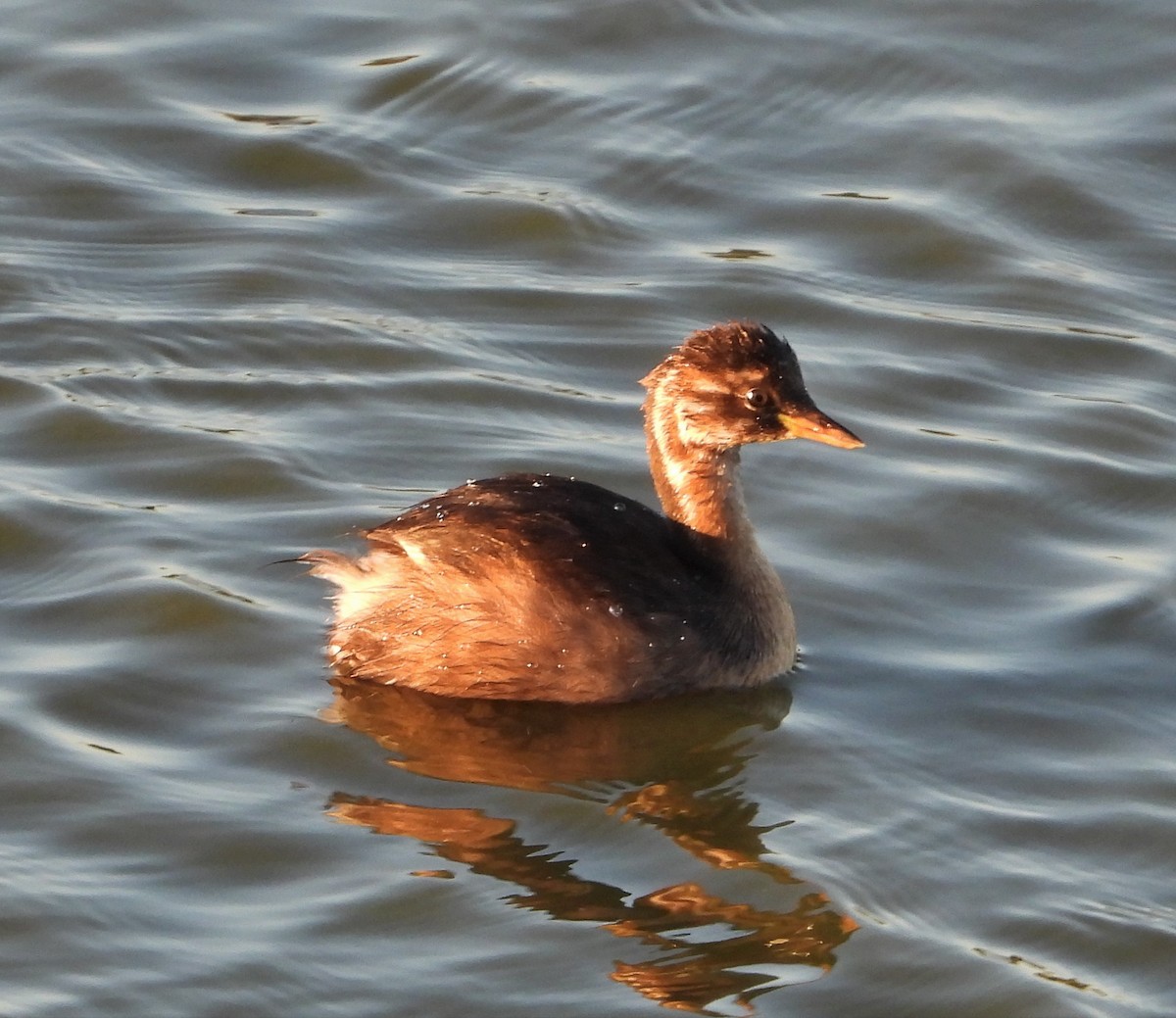 Little Grebe - ML604079451