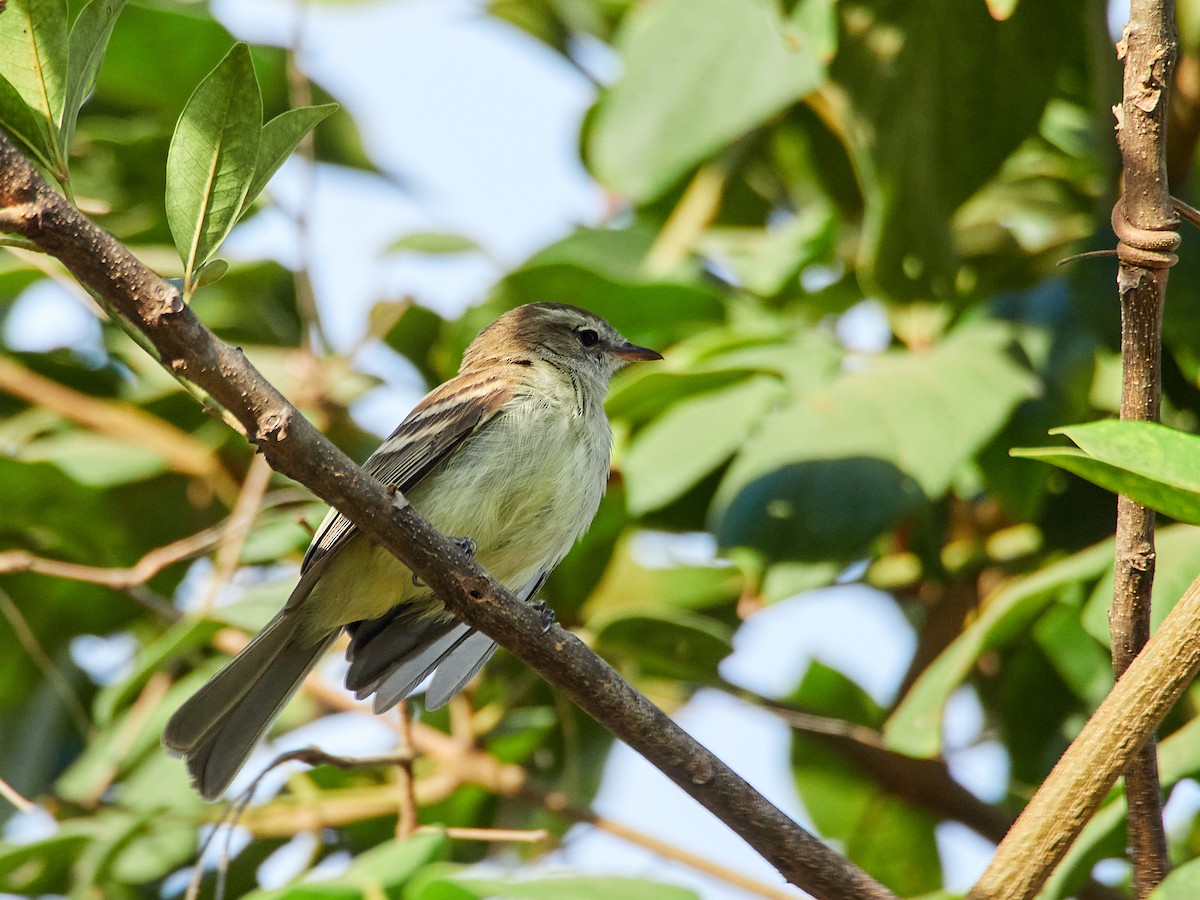 Southern Mouse-colored Tyrannulet - Scott Ramos