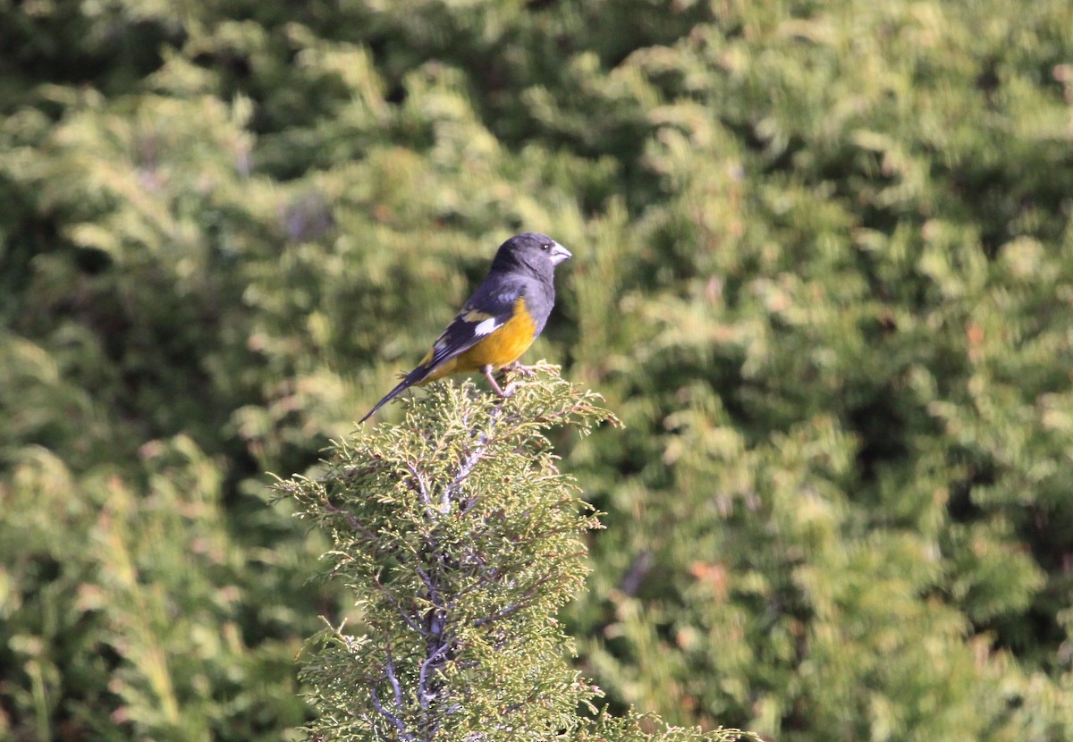 White-winged Grosbeak - ML60408031