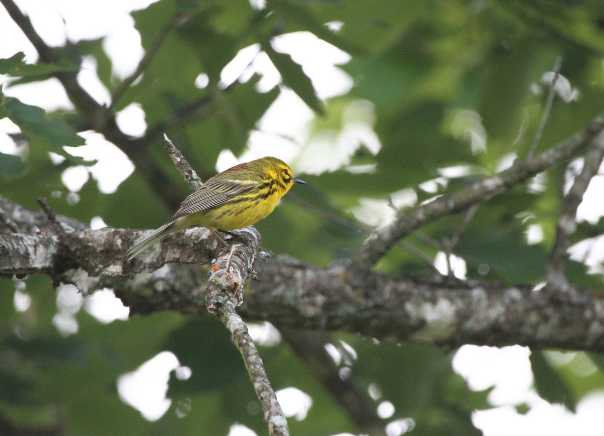 Paruline des prés - ML604080451