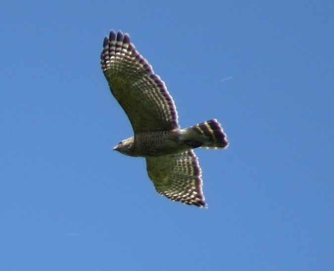 Red-shouldered Hawk - ML60408051