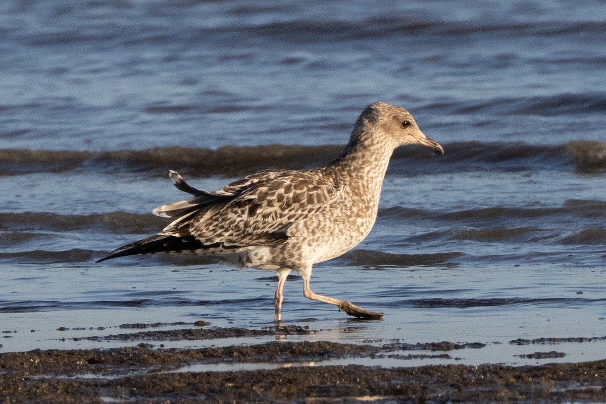 Goéland de Californie - ML604080611