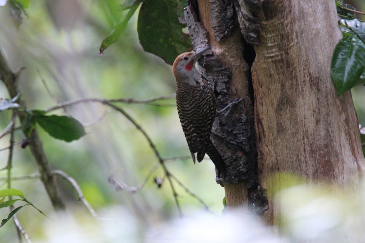 Northern Flicker - Oliver Cano