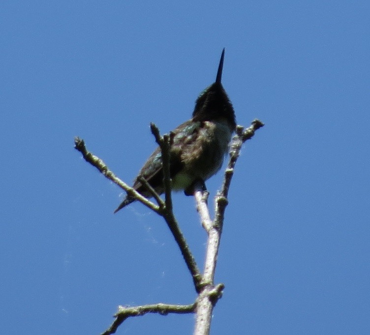 Ruby-throated Hummingbird - ML60408131