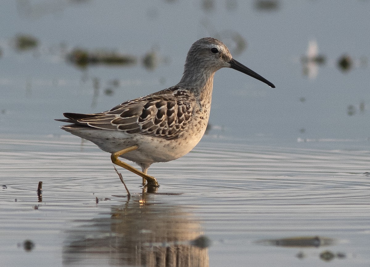 Stilt Sandpiper - ML604081481