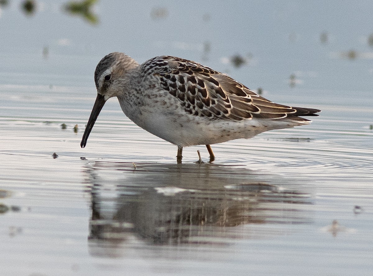 Stilt Sandpiper - ML604081491