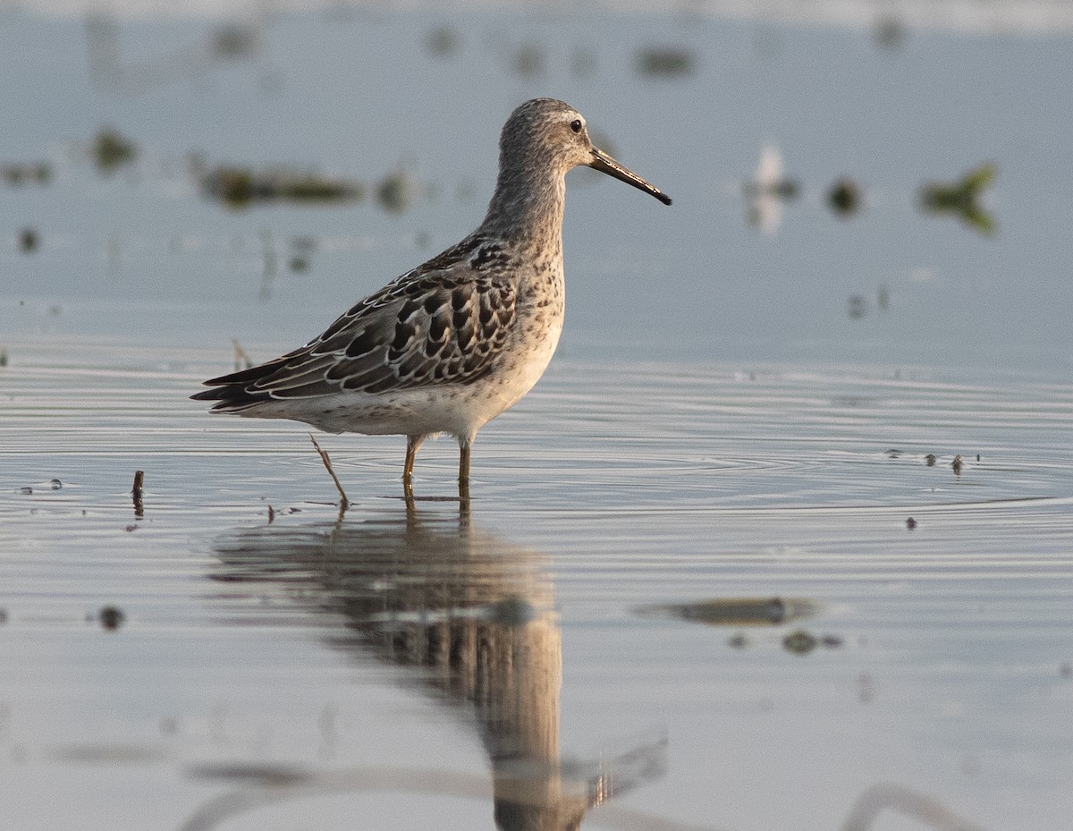 Stilt Sandpiper - ML604081501