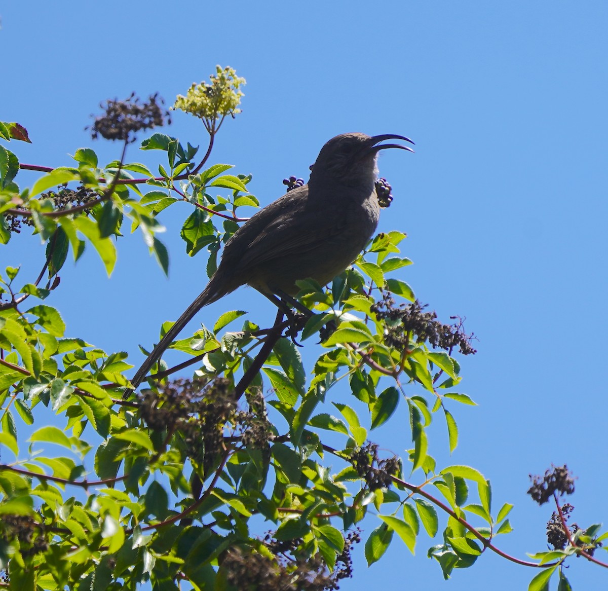 California Thrasher - ML604081641