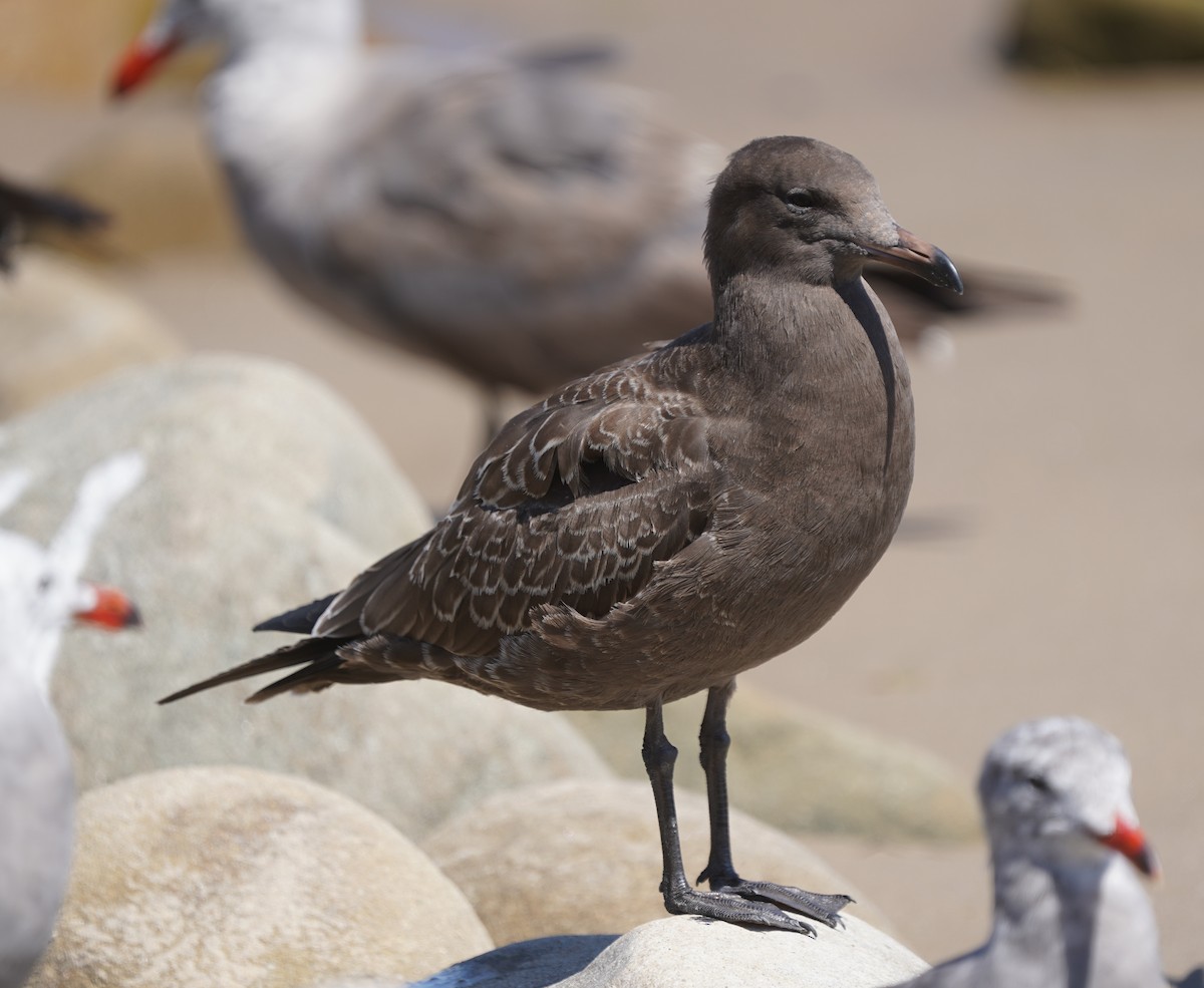 Heermann's Gull - ML604081801