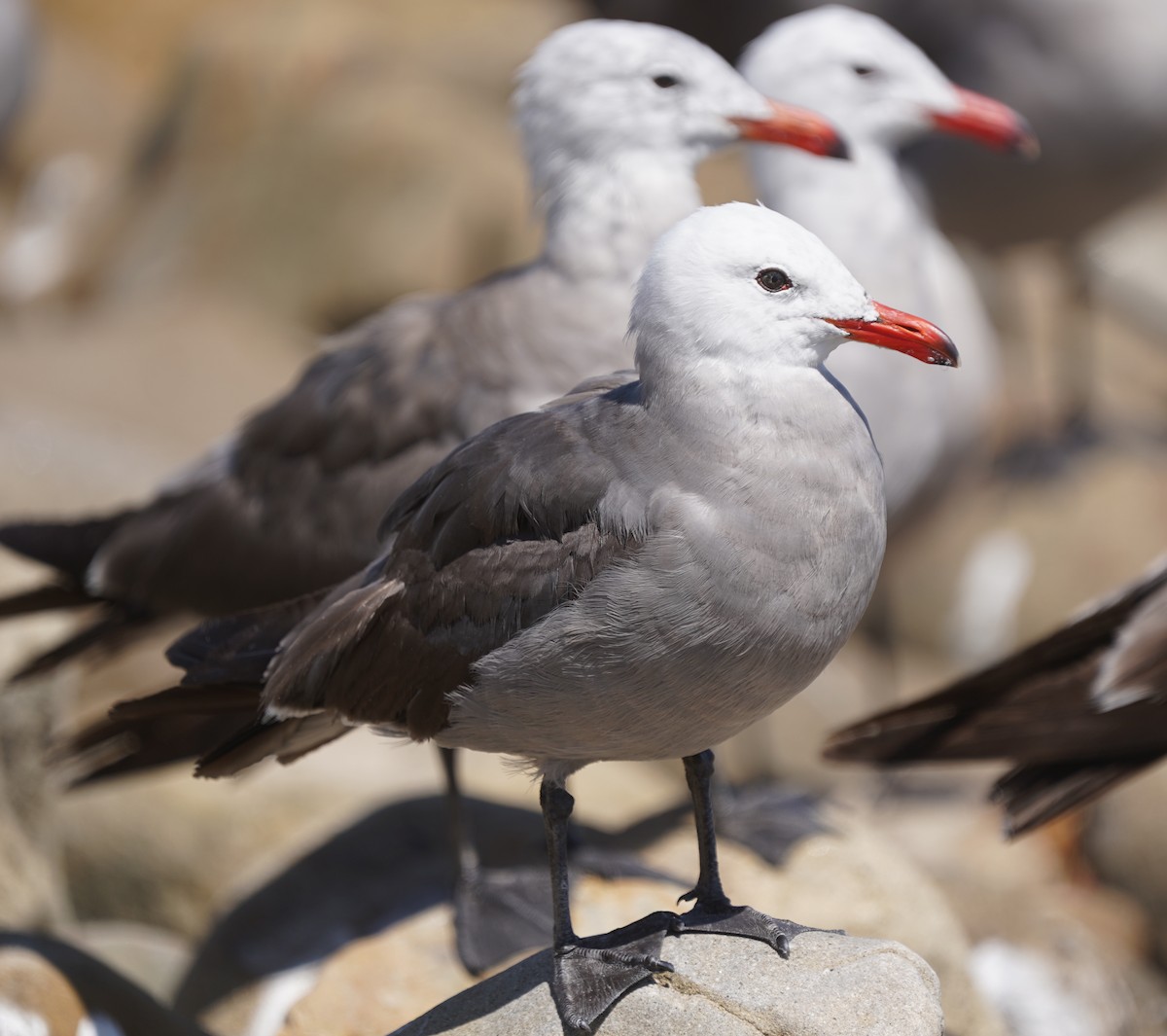 Heermann's Gull - ML604081981