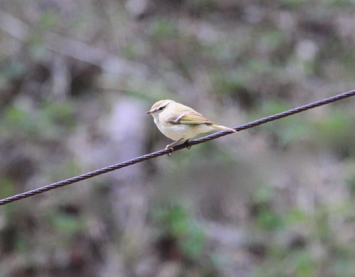 Greenish Warbler - ML60408251