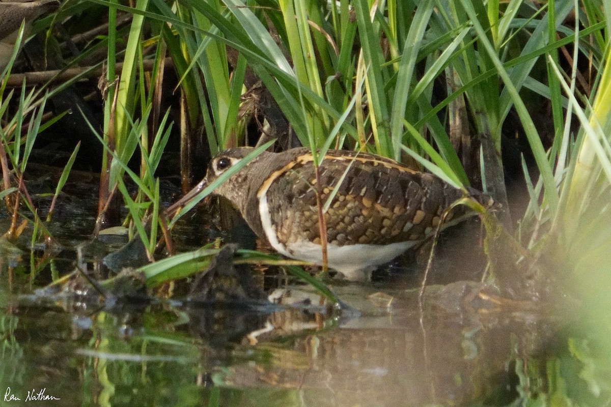Greater Painted-Snipe - ML604082881