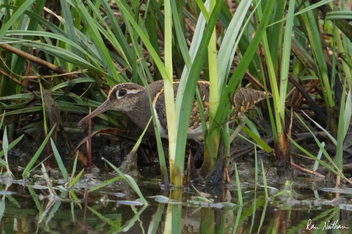 Greater Painted-Snipe - ML604082931