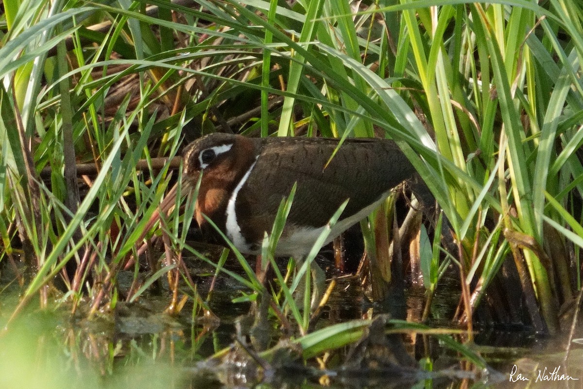 Greater Painted-Snipe - ML604082941