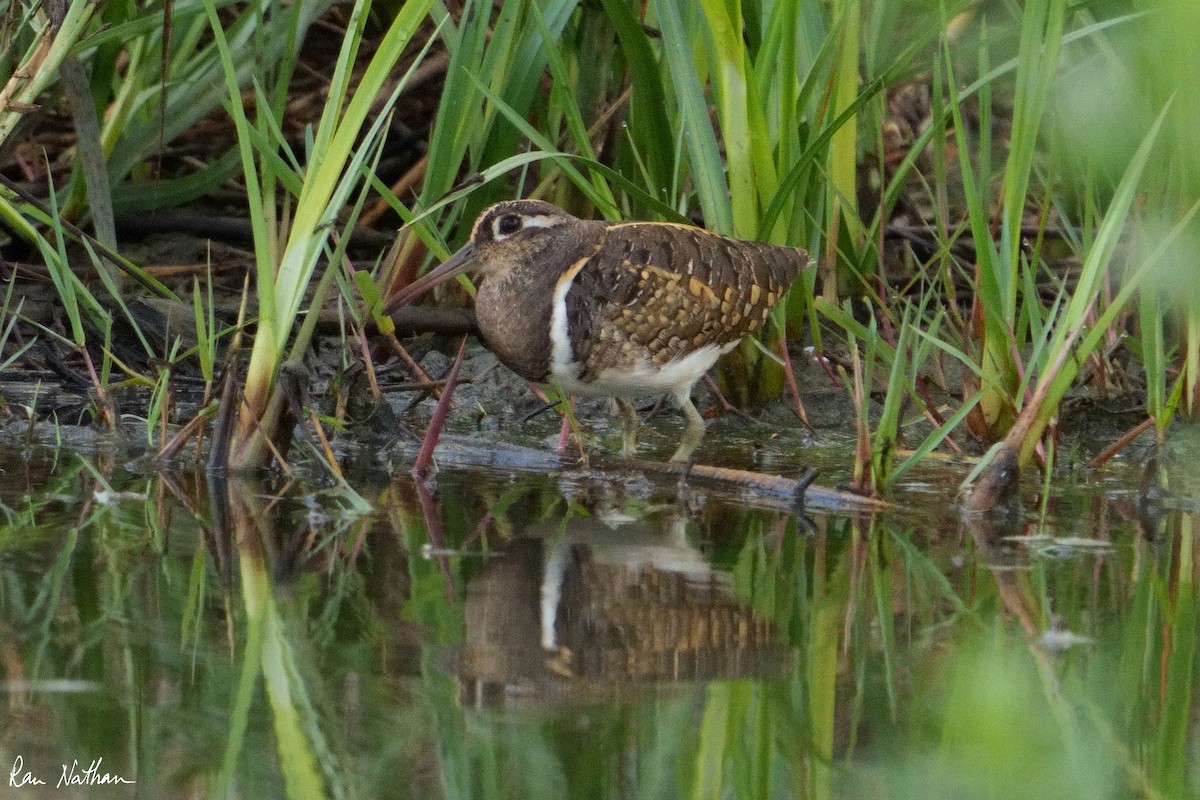 Greater Painted-Snipe - ML604083051