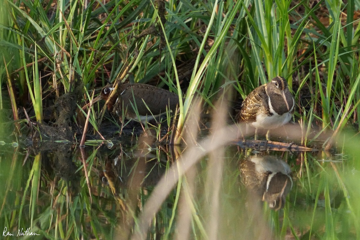 Greater Painted-Snipe - ML604083091