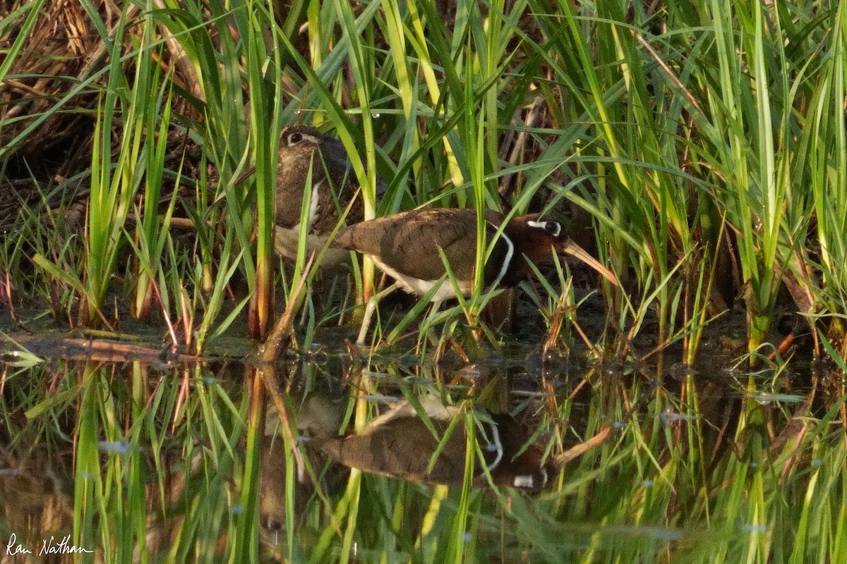 Greater Painted-Snipe - ML604083161