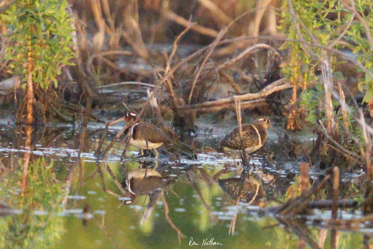 Greater Painted-Snipe - ML604083261