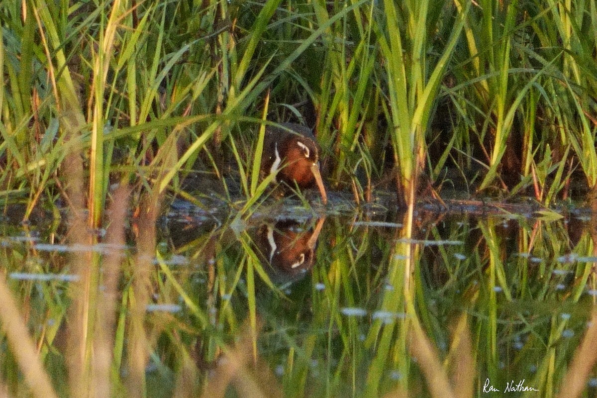 Greater Painted-Snipe - ML604083291