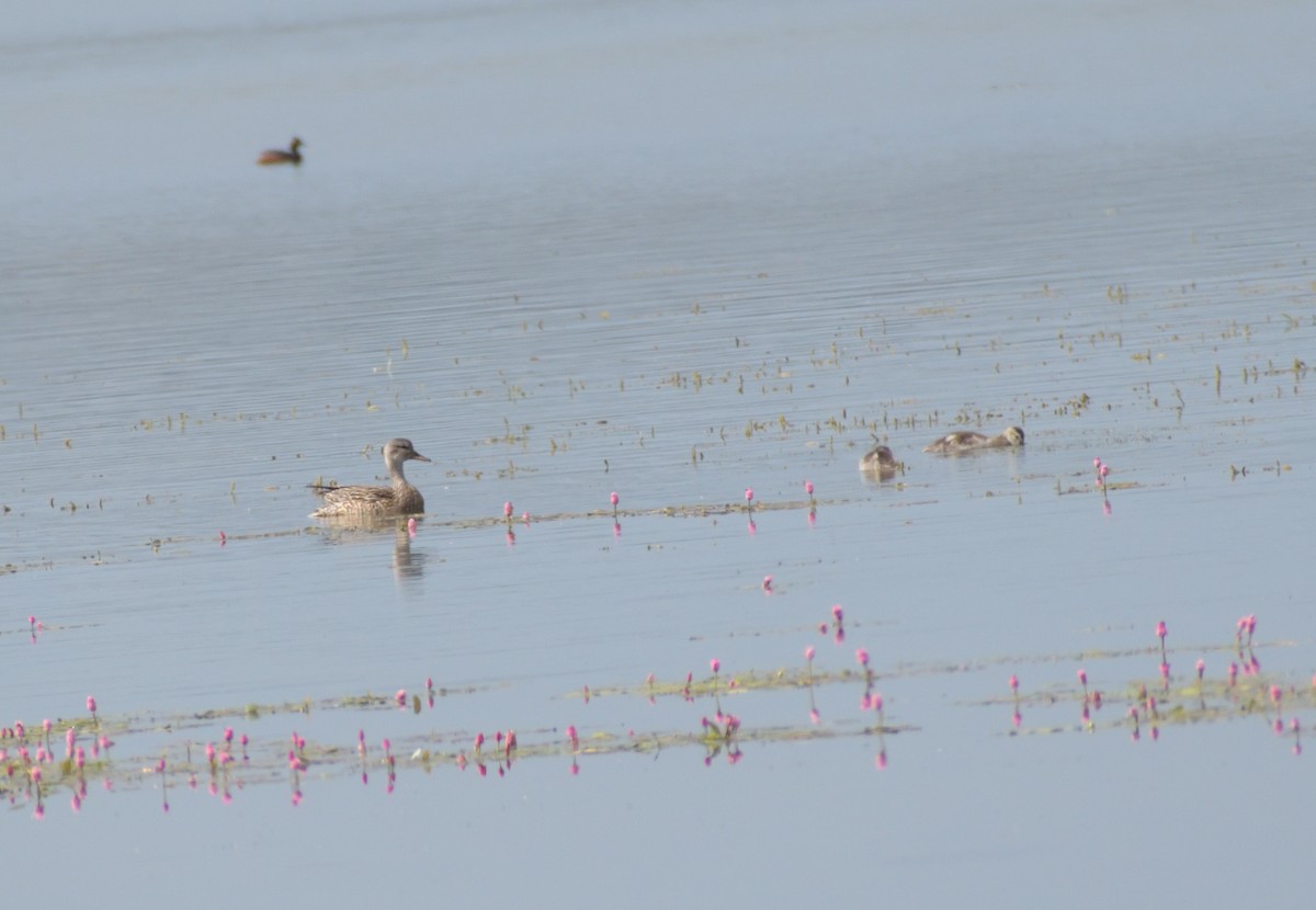 Gadwall - ML604083721