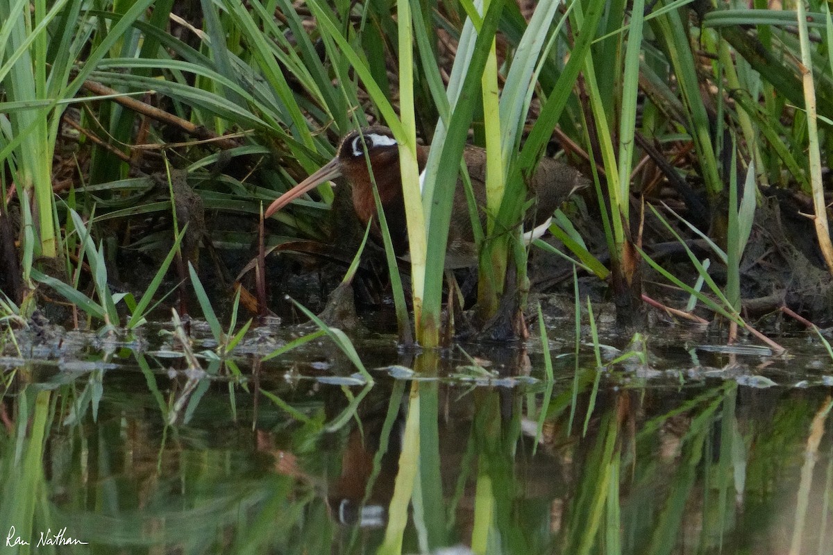 Greater Painted-Snipe - ML604083841