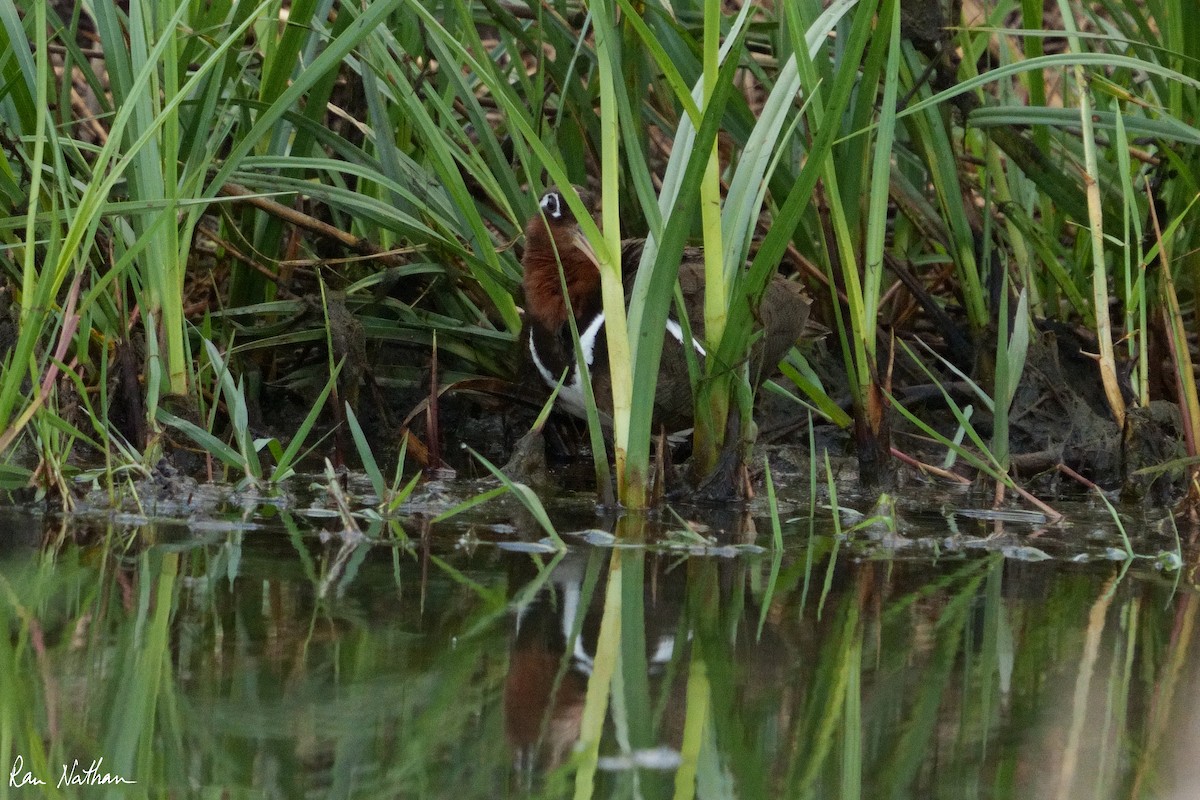 Greater Painted-Snipe - ML604083941