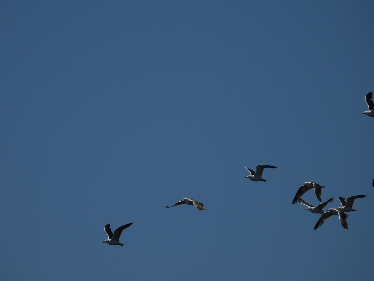 Lesser Black-backed Gull - José Barrueso Franco