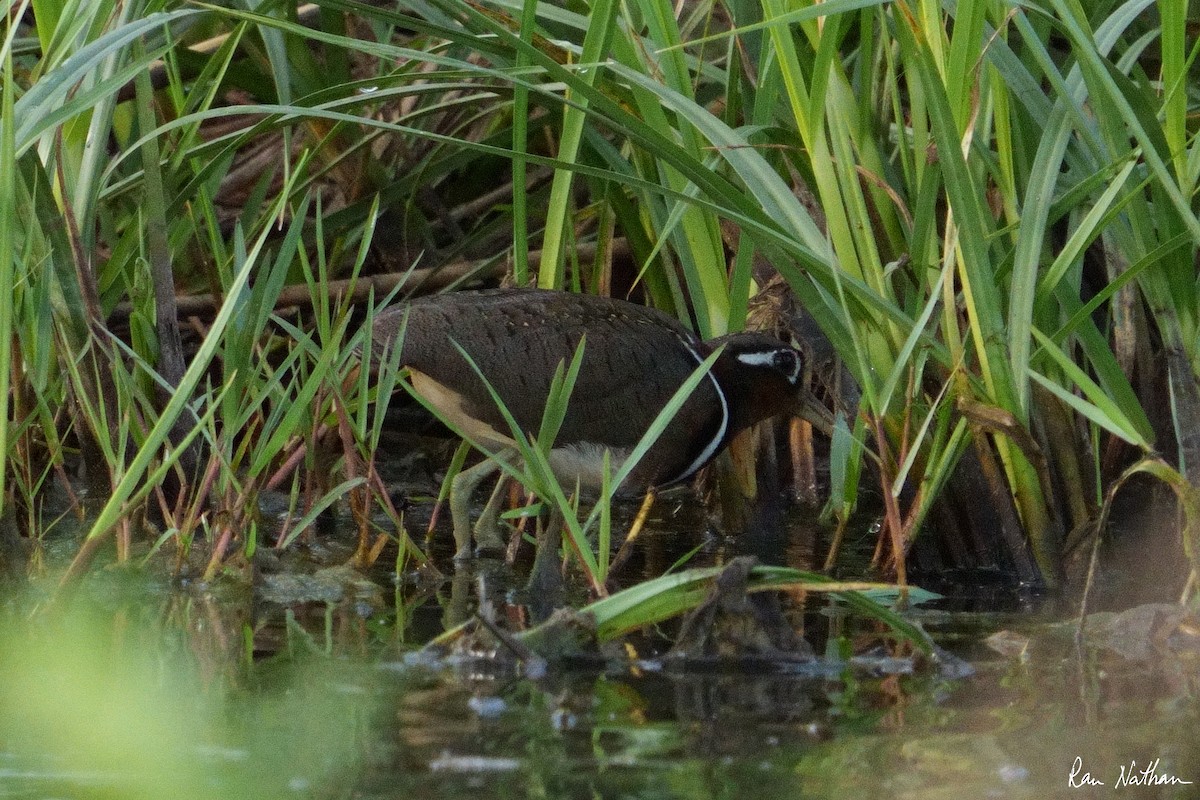 Greater Painted-Snipe - ML604084181
