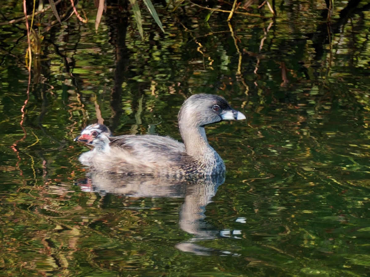 Pied-billed Grebe - ML604085431