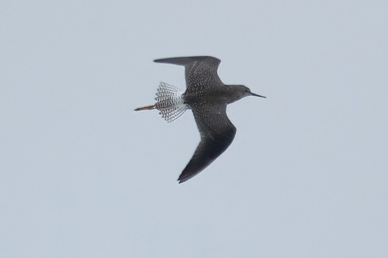 Lesser Yellowlegs - ML604085521