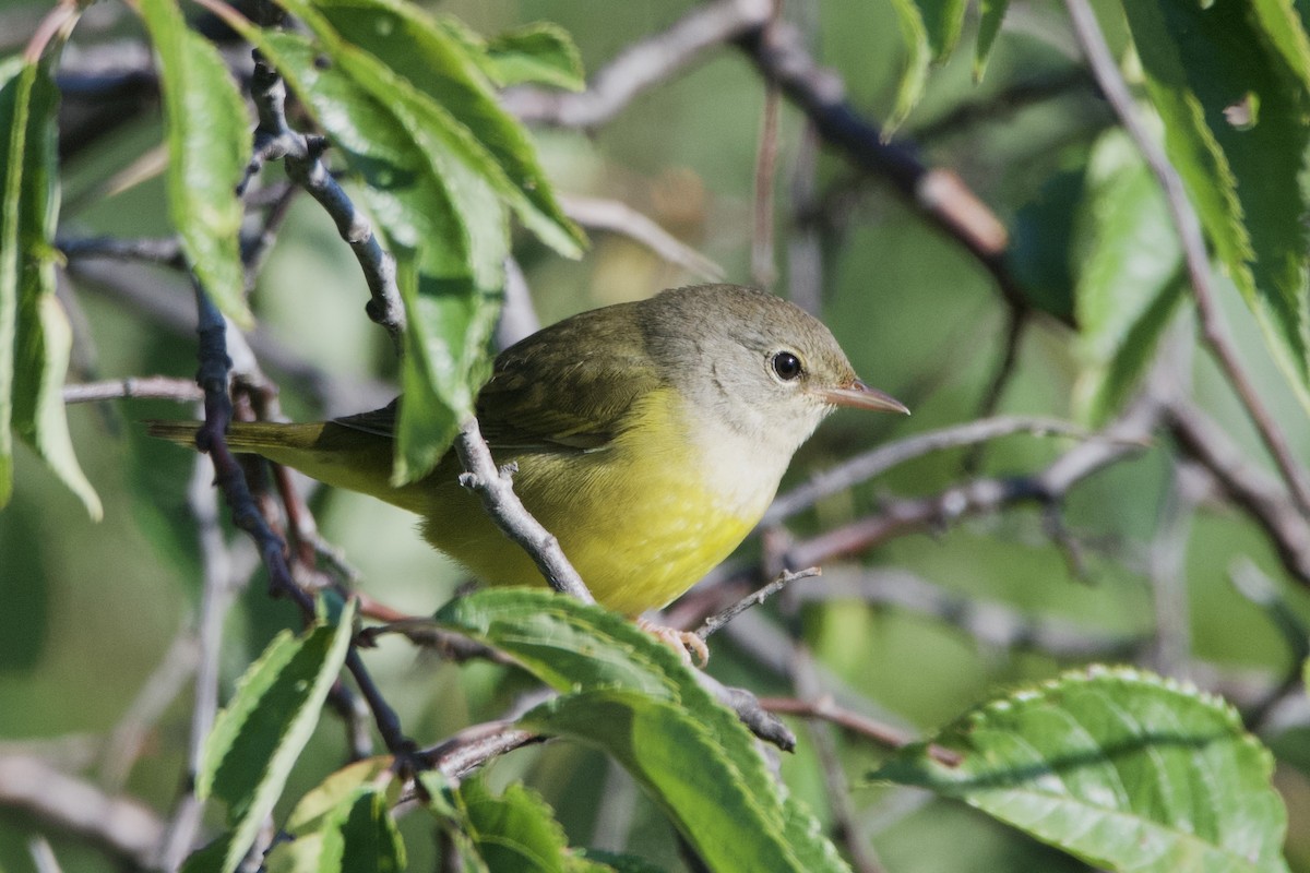 Mourning Warbler - ML604086271