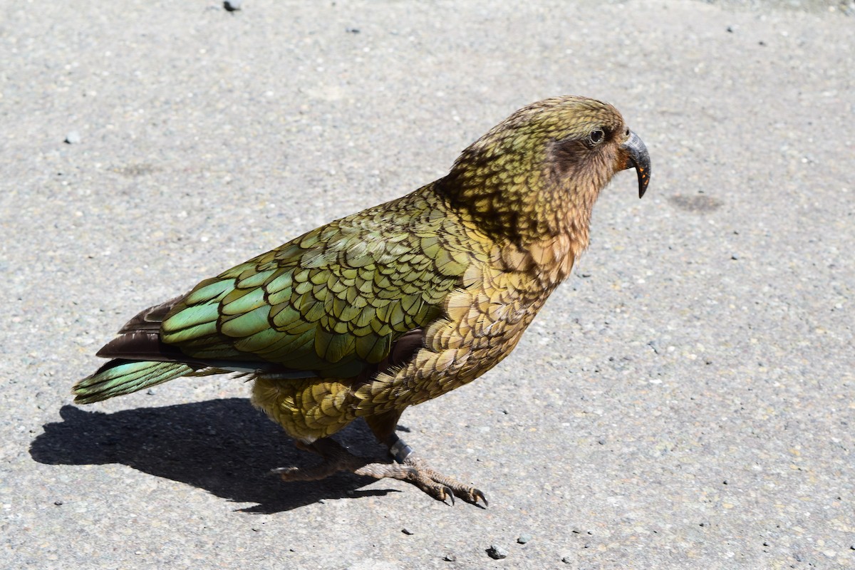 kea - ML604086391