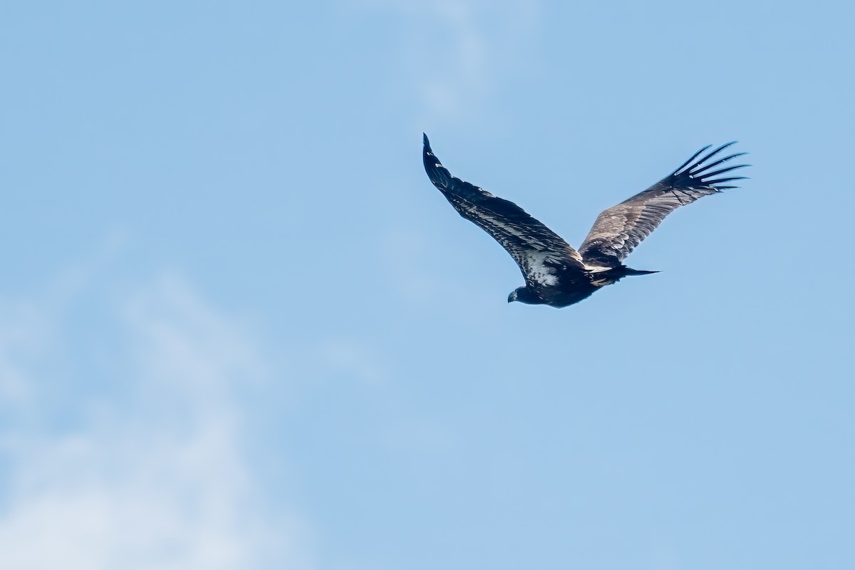 Bald Eagle - ML604086621